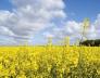 JAY JAY'S BORDER JAZZMEN